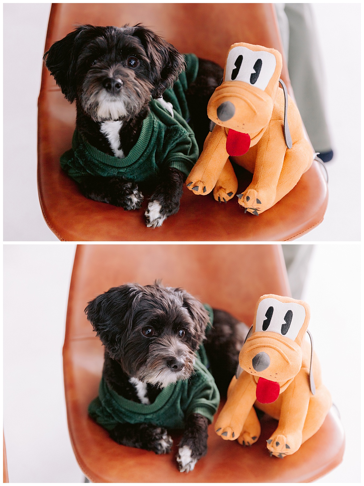 Newborn Photos with their Pup and Pluto
