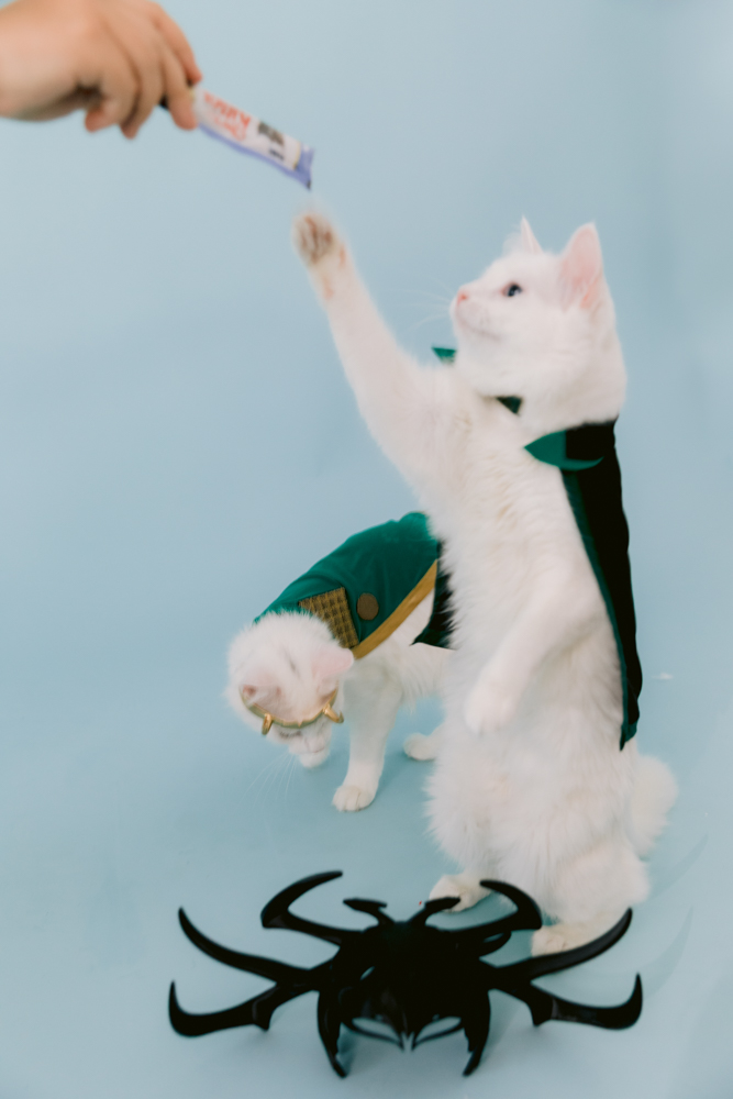 Newborn session including family cats in Loki inspired portraits